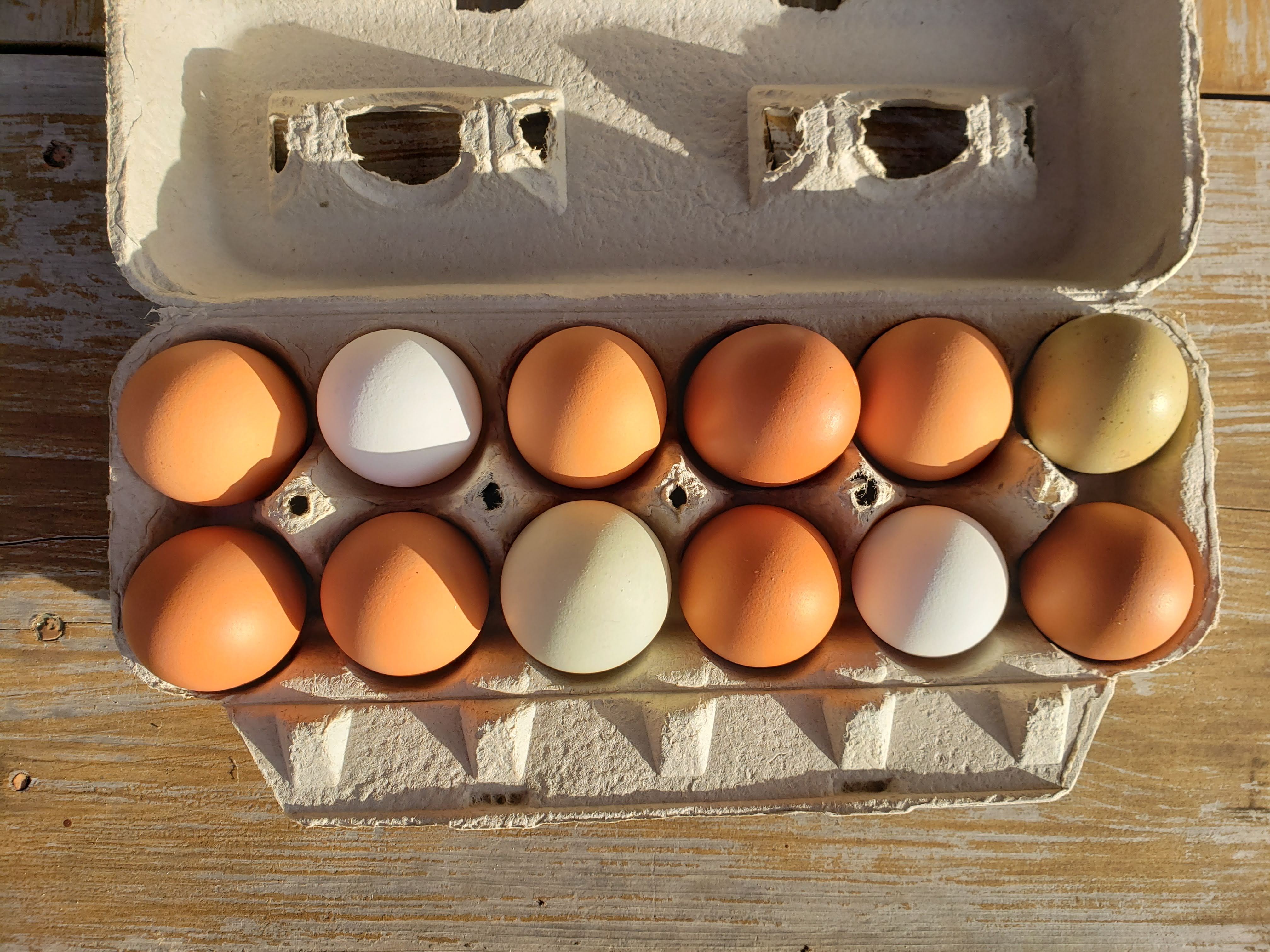 Pastured Eggs - Dozen (NON GMO, CORN/SOY FREE) - PICKUP ONLY – Shirttail  Creek Farm